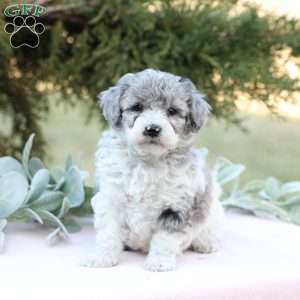 Jewel, Bich-Poo Puppy